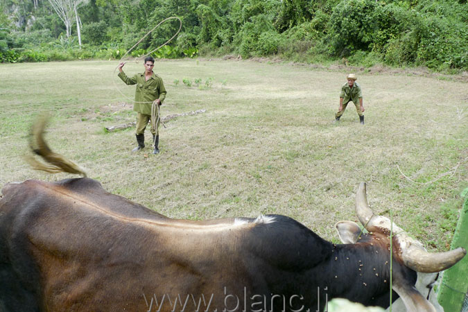 Cuba-2010-1053