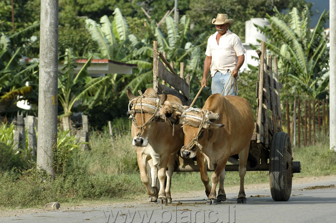 Cuba-2010-1055