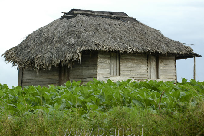 Cuba-2010-1079